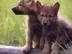 Image011_72x54_c