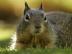 Squirrel_72x54_c
