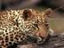 Cheetahs_72x54_c