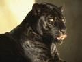 Black-goes-hard-120x90-c_120x90_c