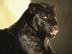 Black-goes-hard-120x90-c_72x54_c